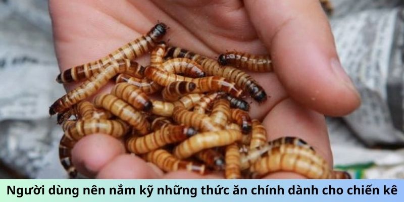 Người dùng nên nắm kỹ những thức ăn chính dành cho chiến kê