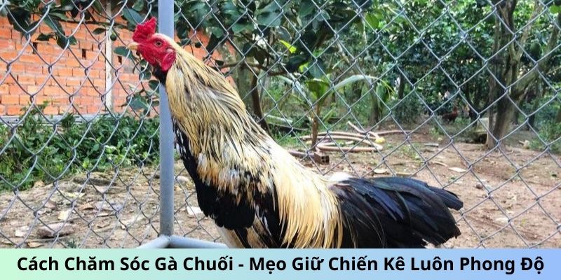 Cách chăm sóc gà Chuối - Sử dụng lúa, thóc