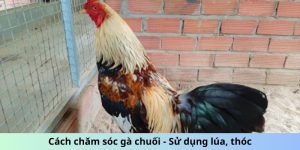 Cách chăm sóc gà chuối