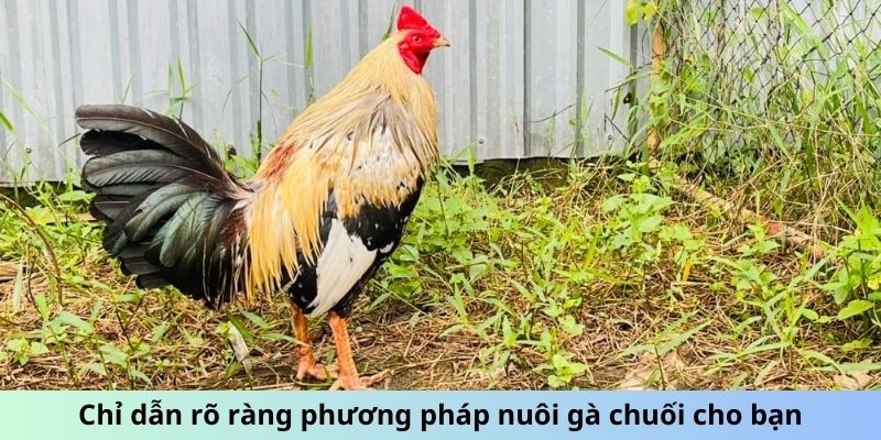 Chỉ dẫn rõ ràng phương pháp nuôi gà Chuối cho bạn