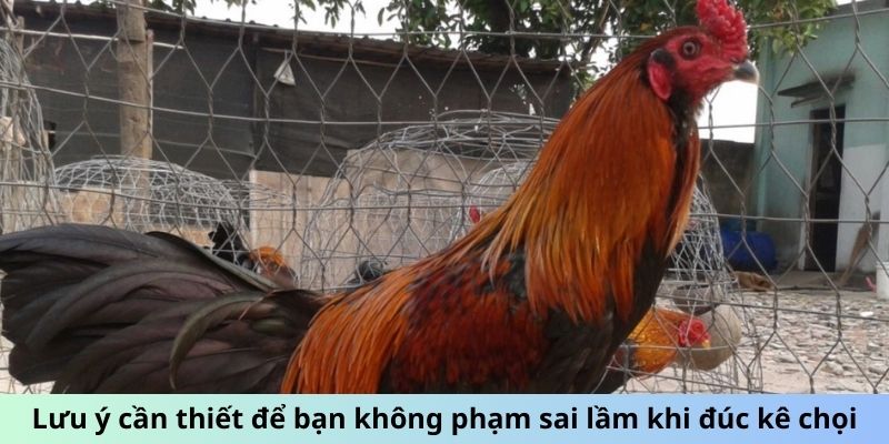 Lưu ý cần thiết để bạn không phạm sai lầm khi đúc kê chọi