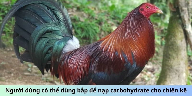 Người dùng có thể dùng bắp để nạp carbohydrate cho chiến kê